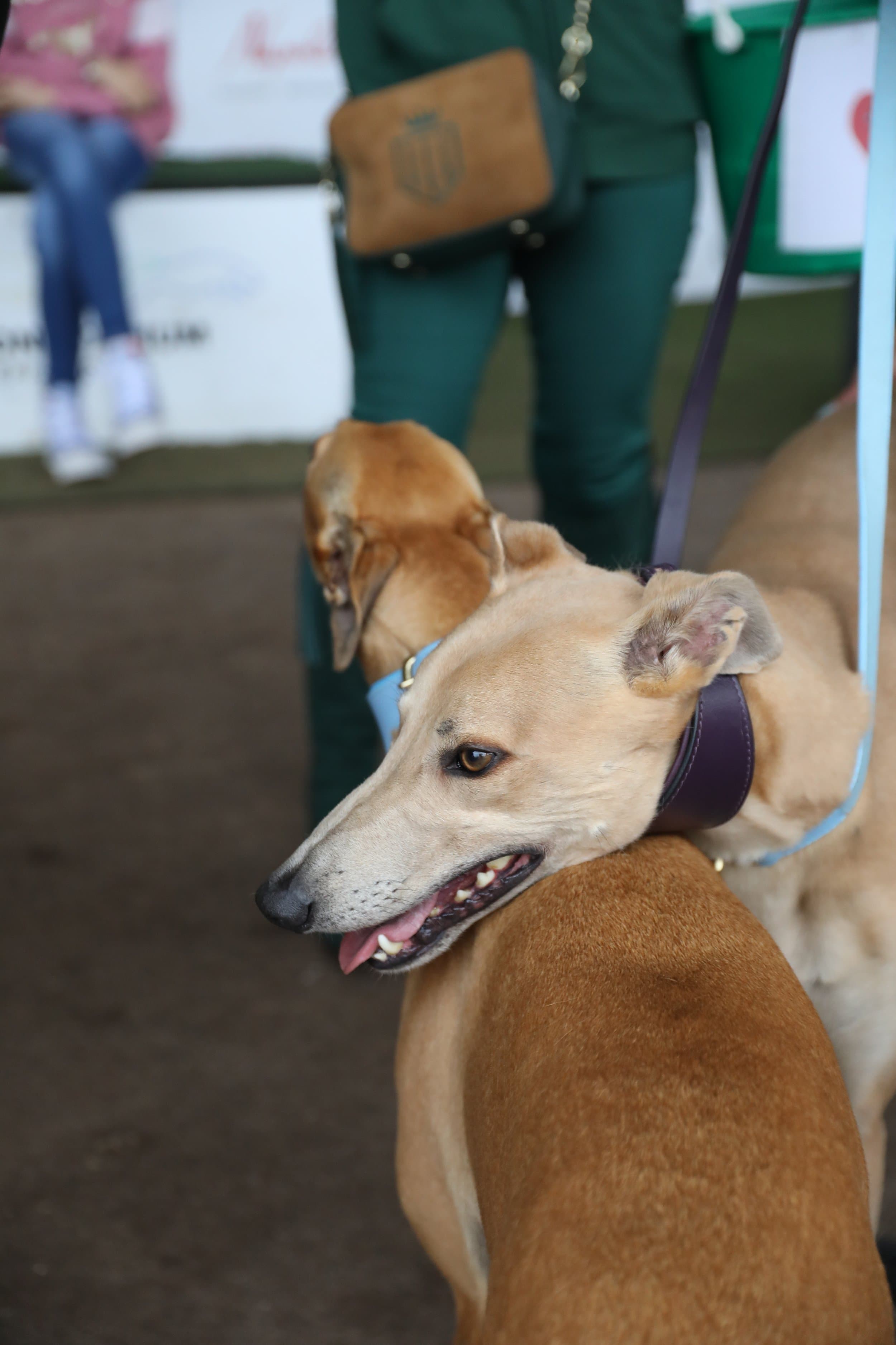Sheffield Retired Greyhounds Dog Show (October 1st 2023) image 4