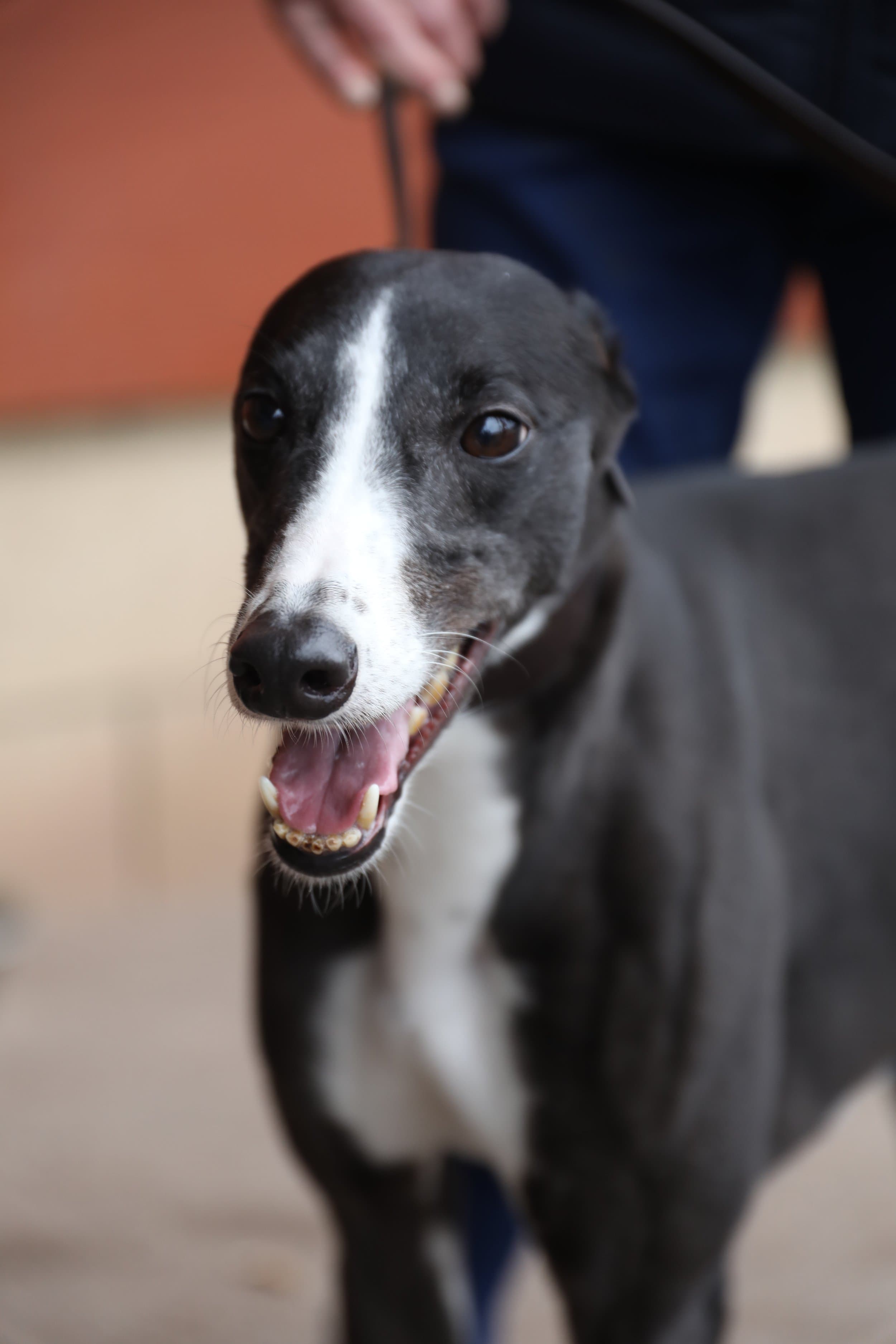 Sheffield Retired Greyhounds Dog Show (October 1st 2023) image 6