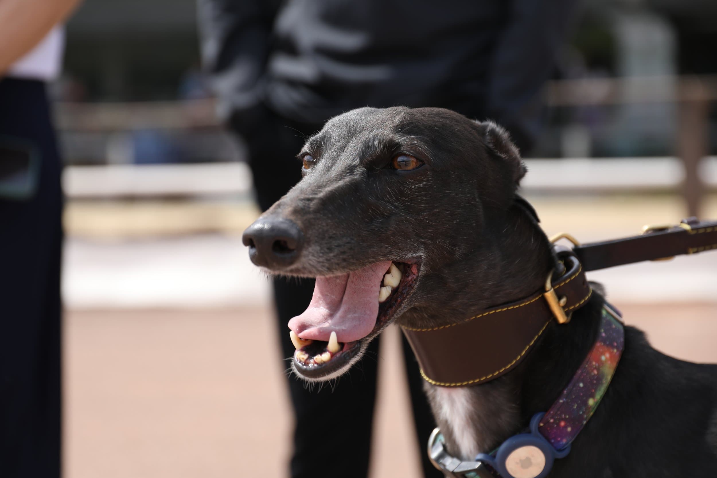 Sheffield Retired Greyhounds Dog Show (October 1st 2023) image 5
